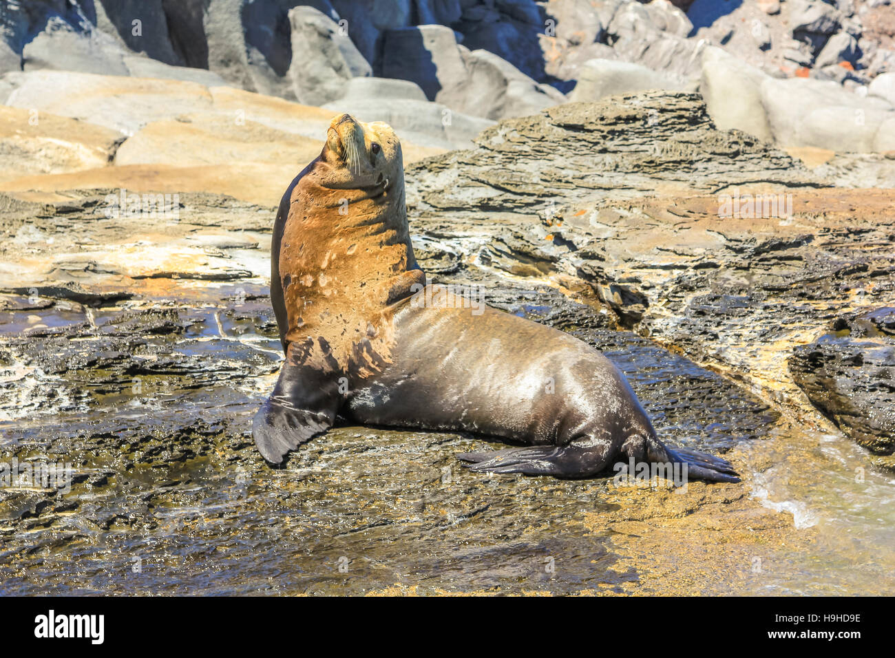 California Sea Lion Stock Photo