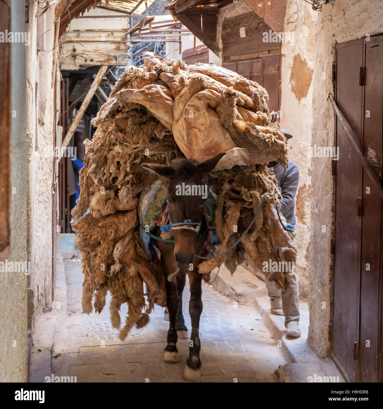 Donkey transporting pelts to leather tannery in Fès, Morocco Stock Photo