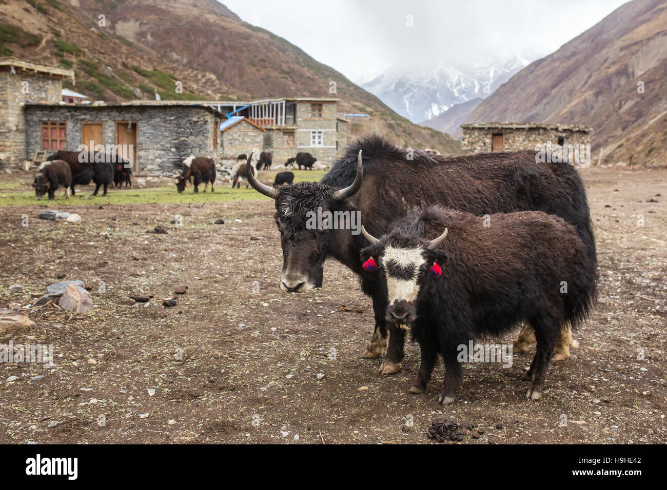 Domestic yak in the village of Nepal Stock Photo