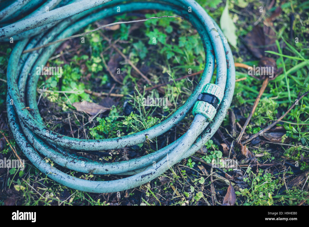 A garden hose on the ground outside in a garden Stock Photo