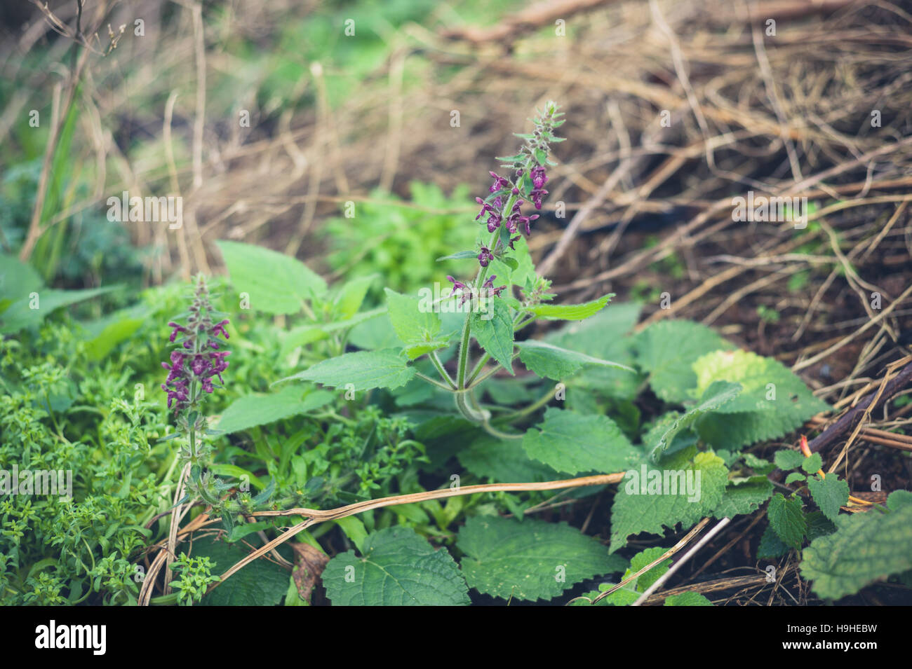 A plant with purple flowers in garden Stock Photo - Alamy