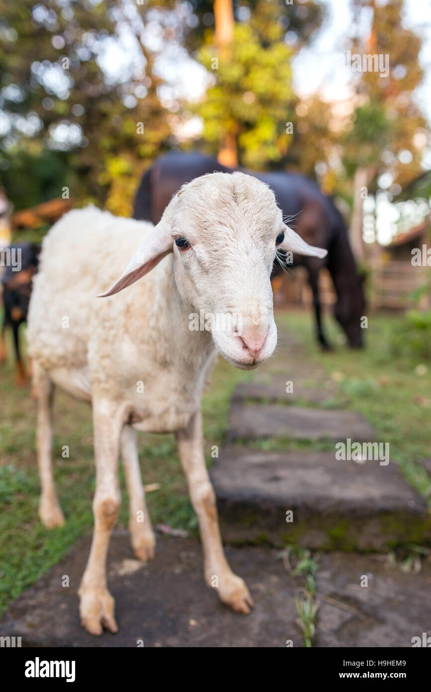 Close-up portrait of a sheep and a horse on background Stock Photo