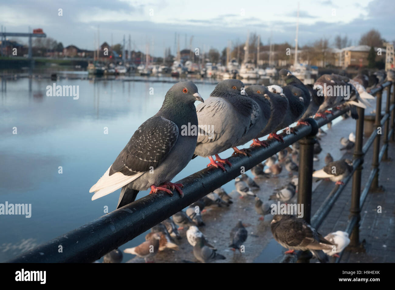 Pigeon in a row Stock Photo