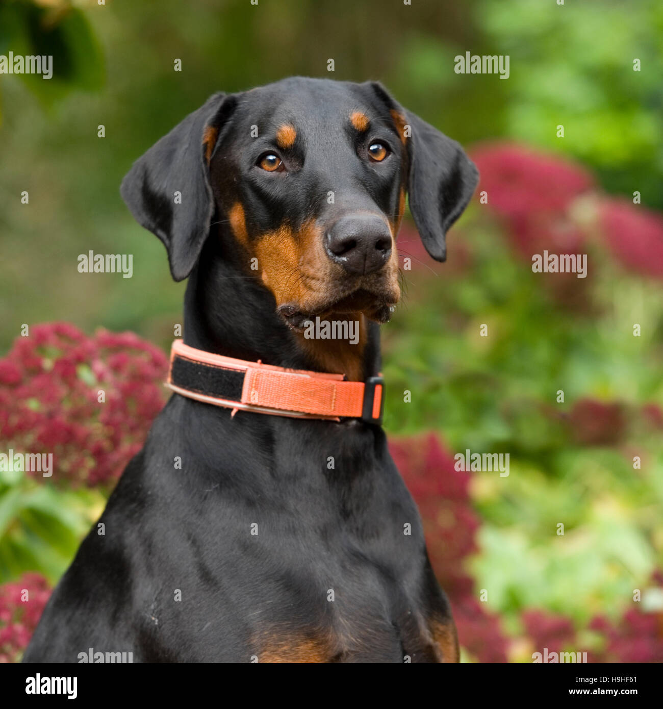 Dobermann, Doberman Pinscher Stock Photo - Alamy