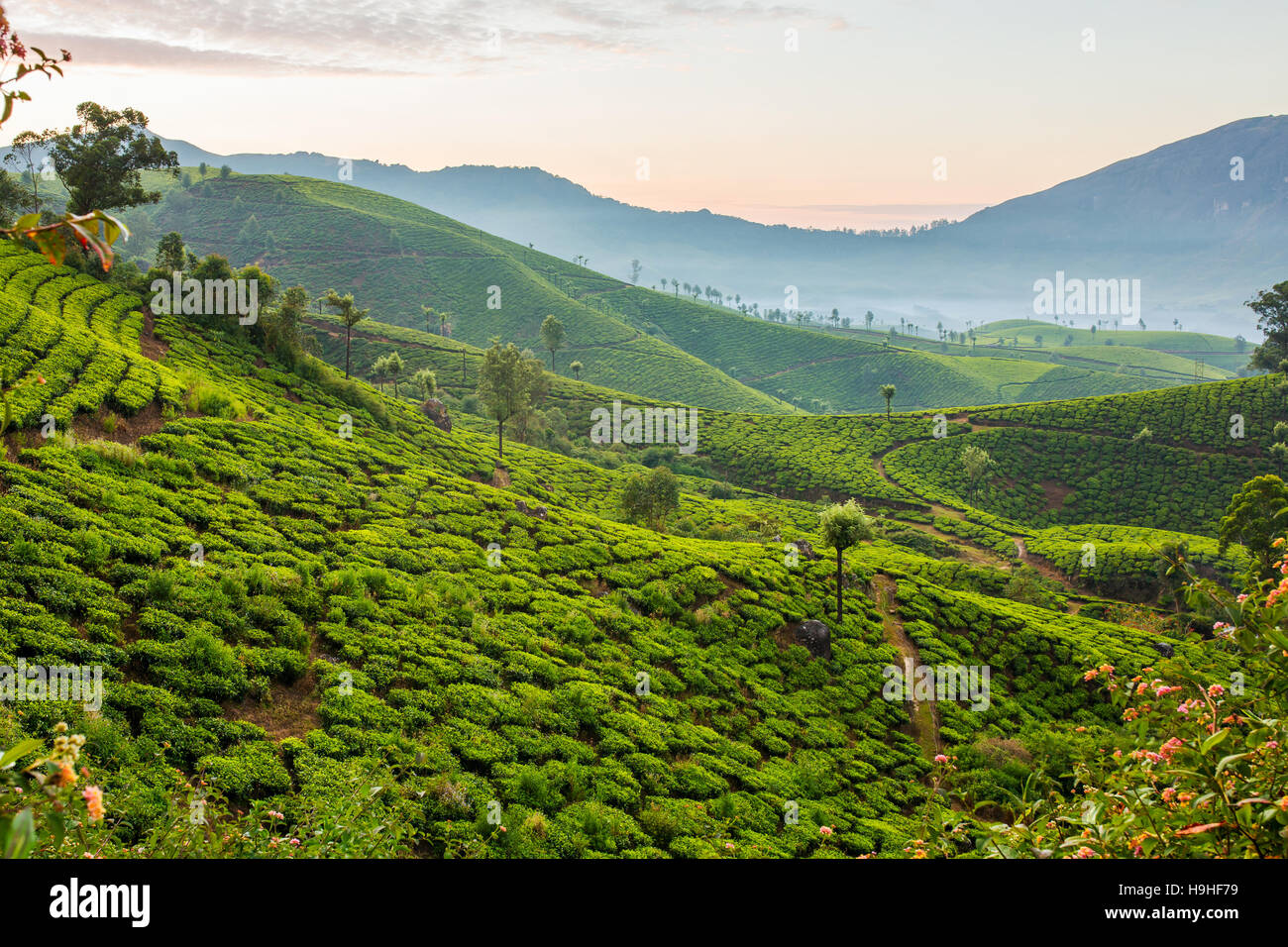 Sunrise over tea plantations in Munnar, Kerala, India Stock Photo