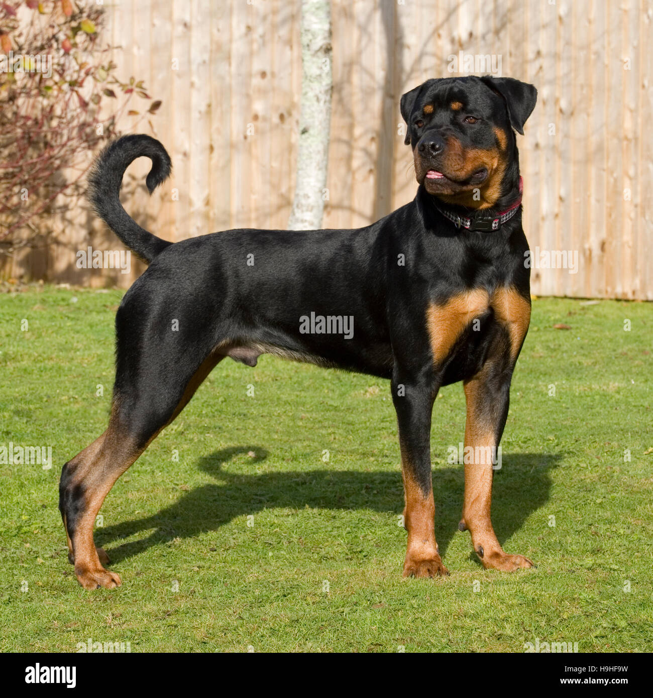 Rottweiler Guarding Rottweiler Guarding
