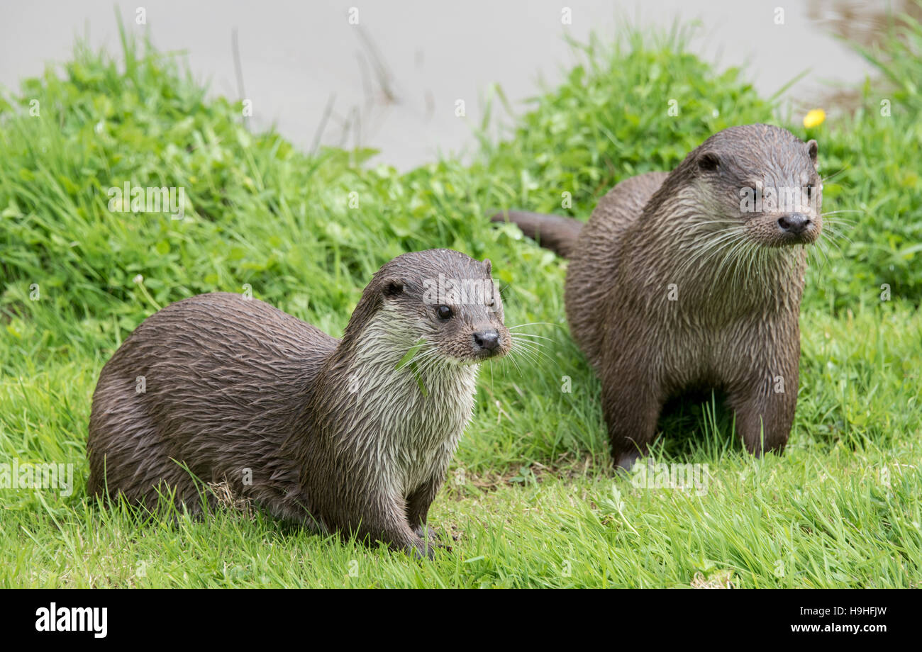 Male and female otters Stock Photo - Alamy
