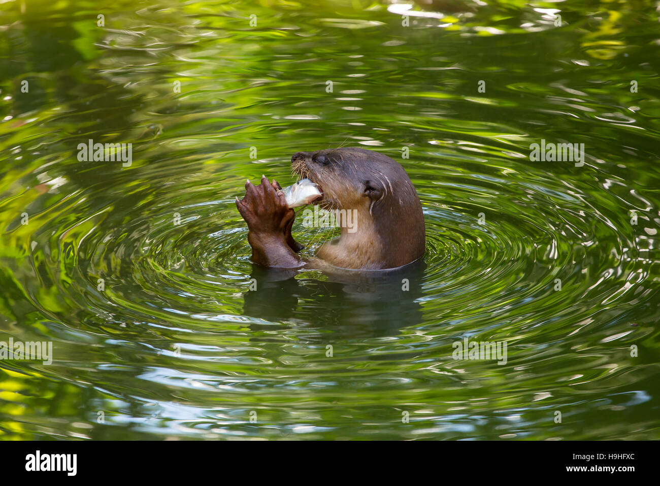Otter eating fish in the water Stock Photo - Alamy