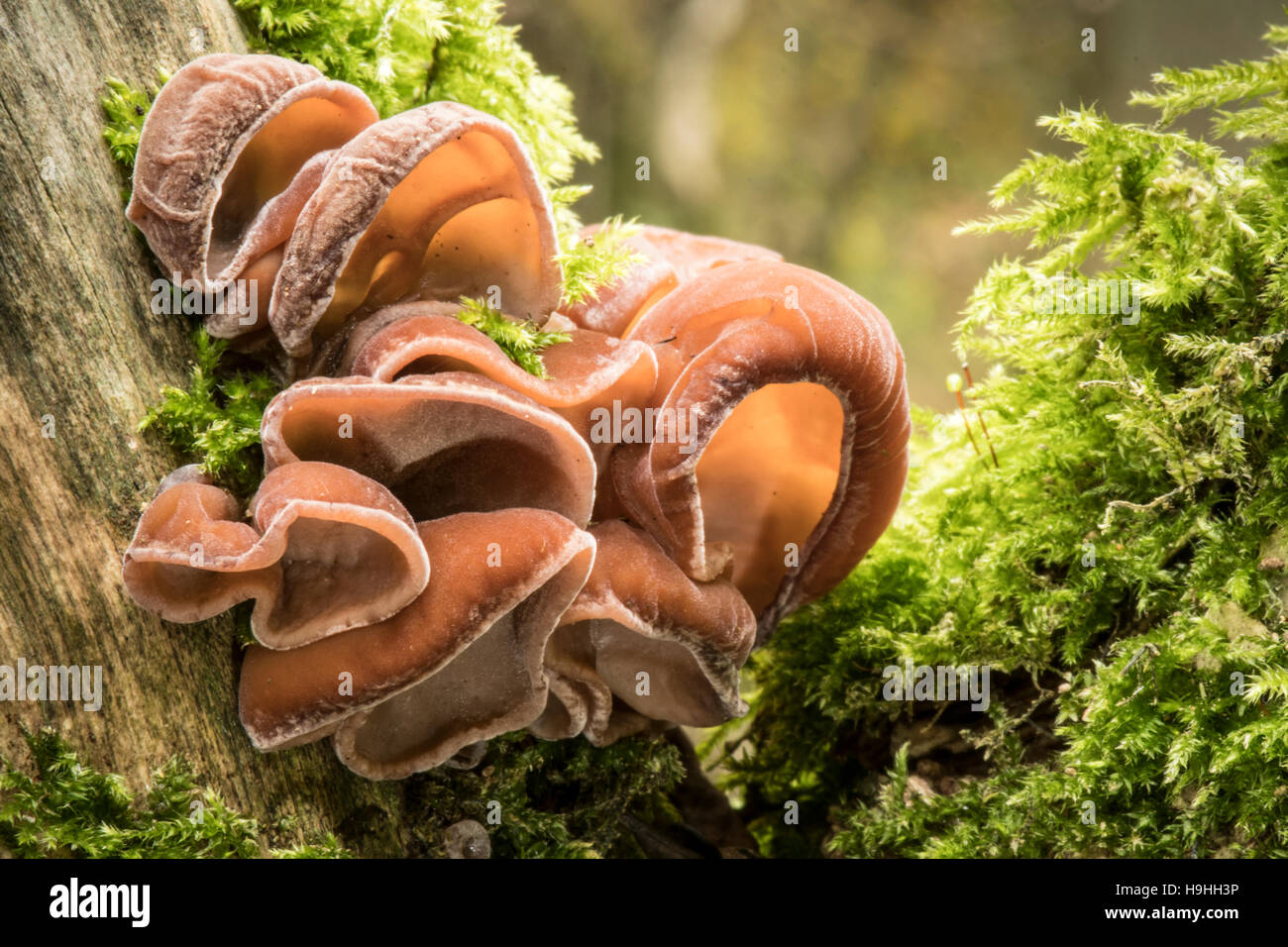 Jews Ear fungus growing on tree Stock Photo