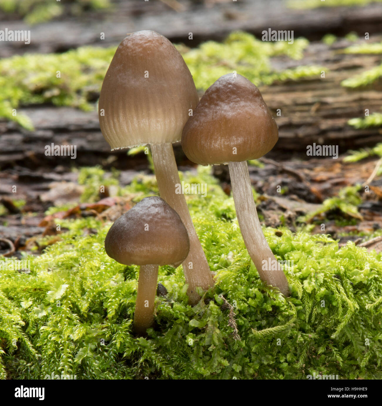 Tree Toad Stools Toadstools dead tree hi-res stock photography and images - Alamy