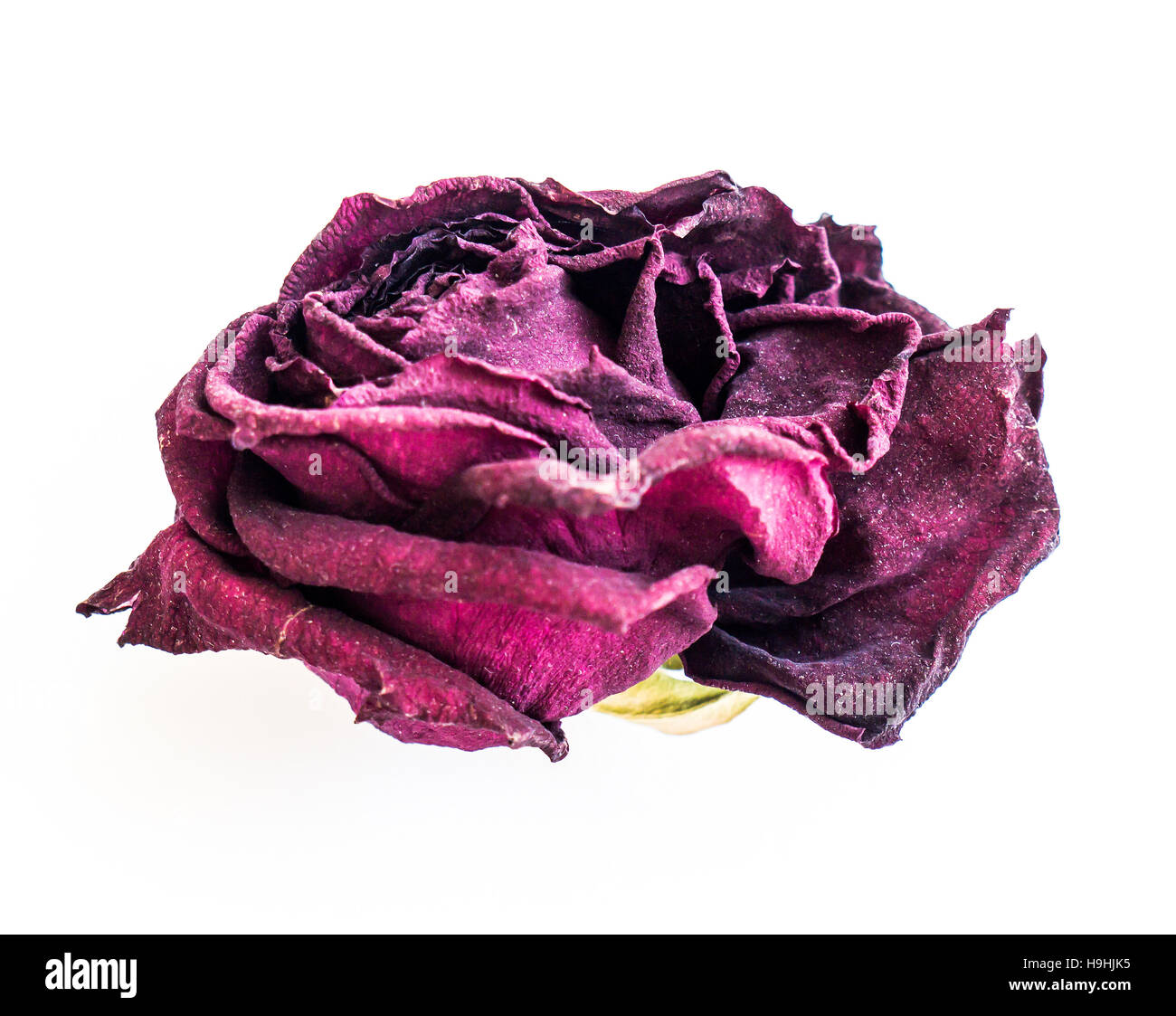 The isolated nature dried rose Stock Photo - Alamy