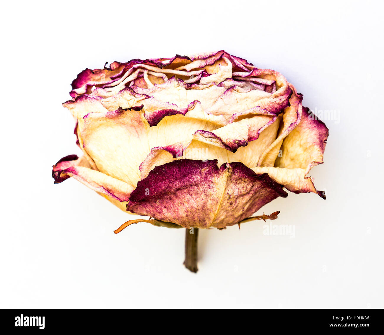 The isolated nature dried rose. Stock Photo