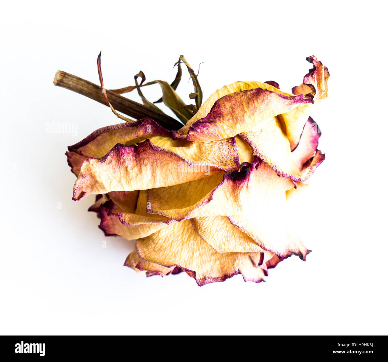 The isolated nature dried rose Stock Photo - Alamy