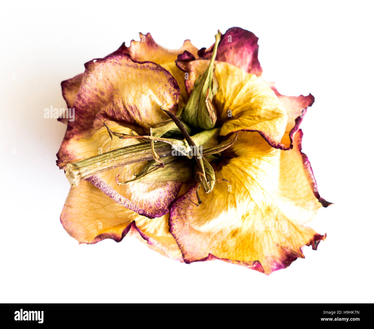 The isolated nature dried rose Stock Photo - Alamy