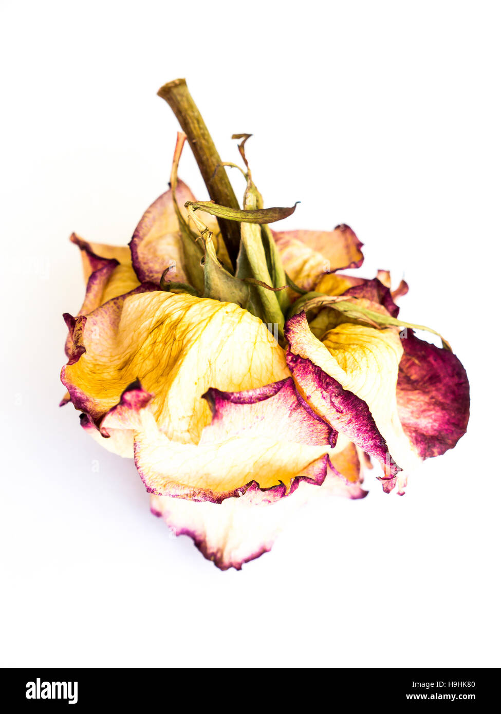 The isolated nature dried rose Stock Photo Alamy
