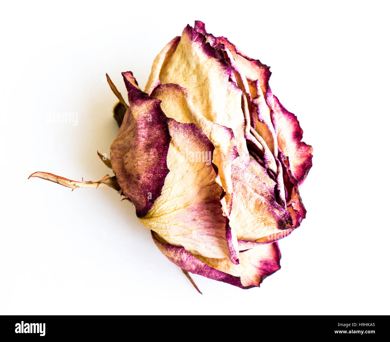 The isolated nature dried rose Stock Photo - Alamy