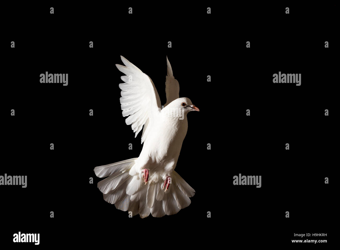 white dove flying isolated on black Stock Photo