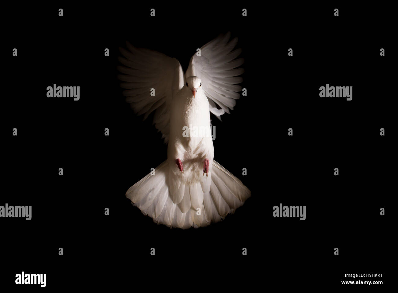 white dove flies out of the darkness into the light Stock Photo