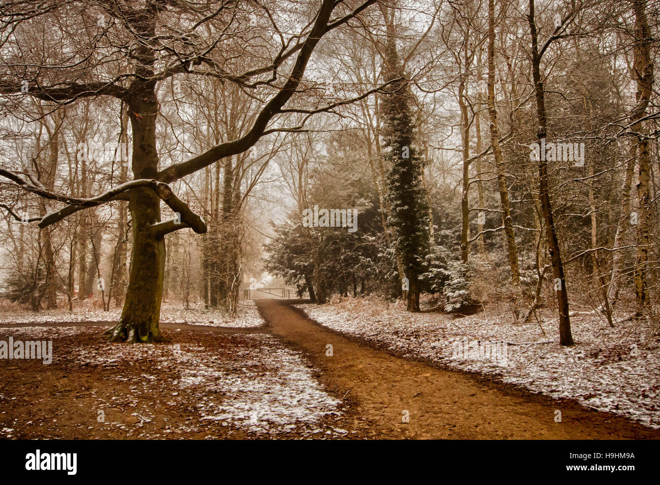 Snowy Winter Forest with Path in Rufford Park  Nottinghamshire England Stock Photo