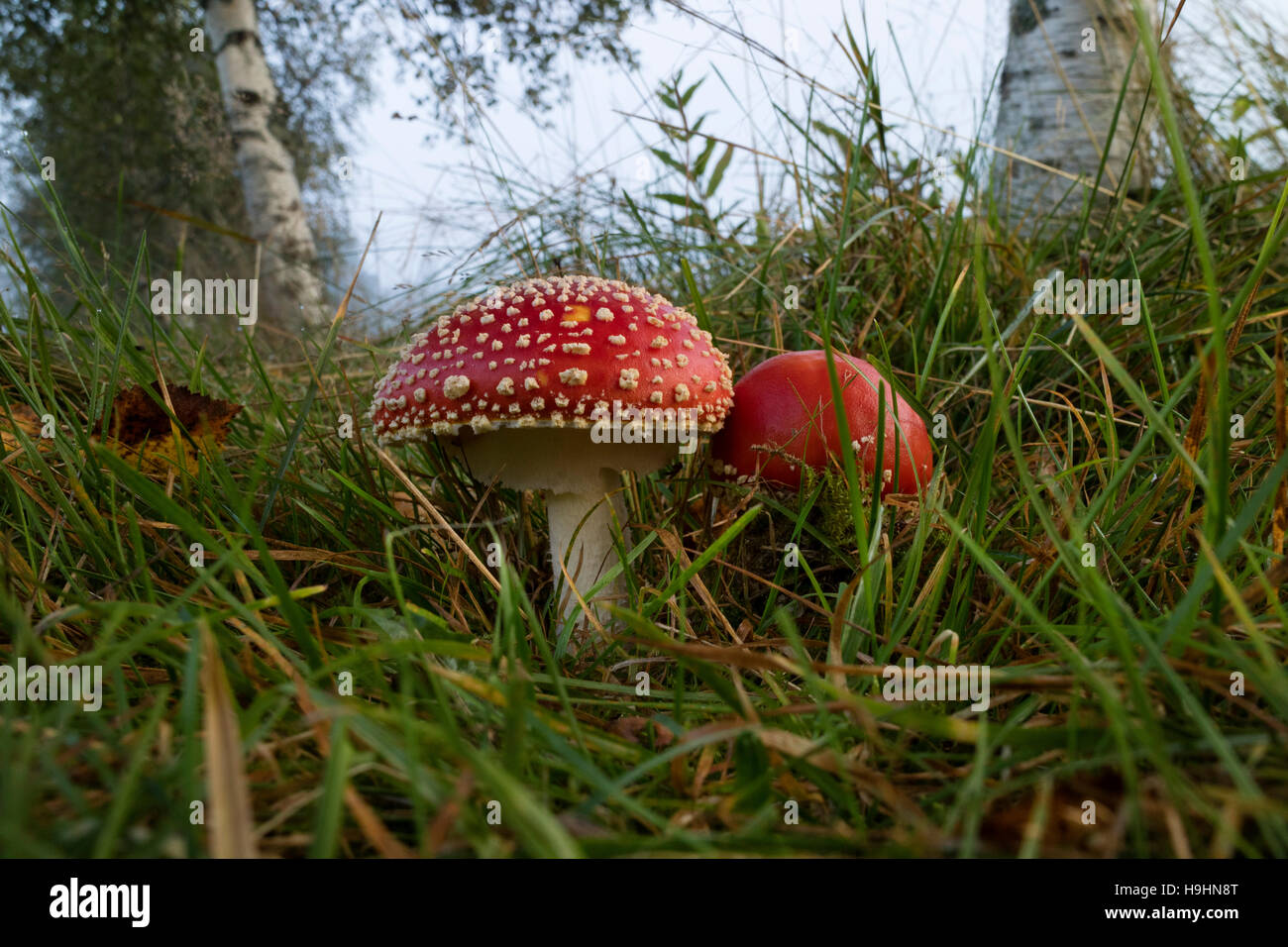 Pair of Amanita mushrooms in the forest Stock Photo