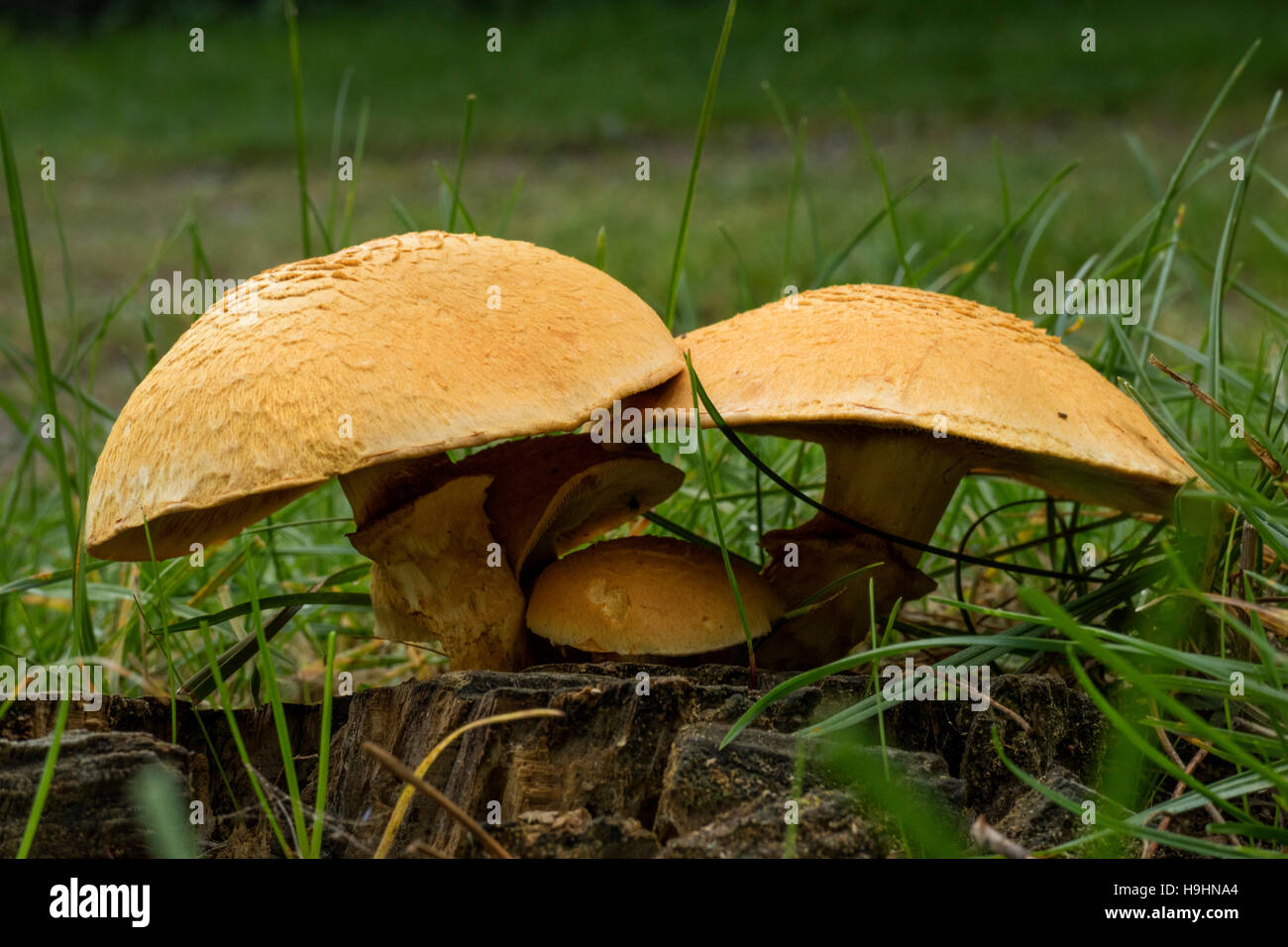 Spectacular Rustgill mushrooms in the forest Stock Photo