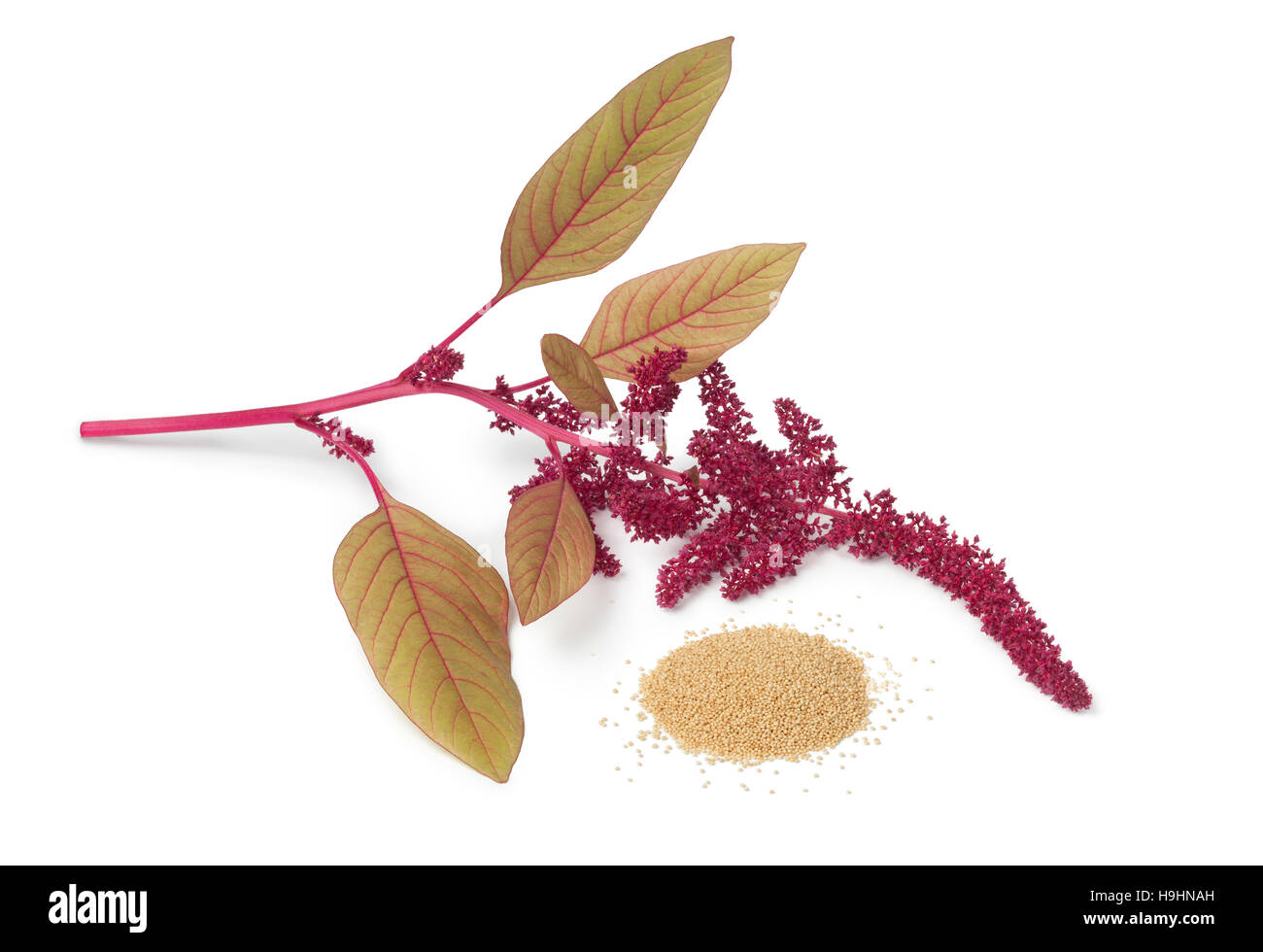 Twig with amaranth flowers and a heap of seeds on white background Stock Photo
