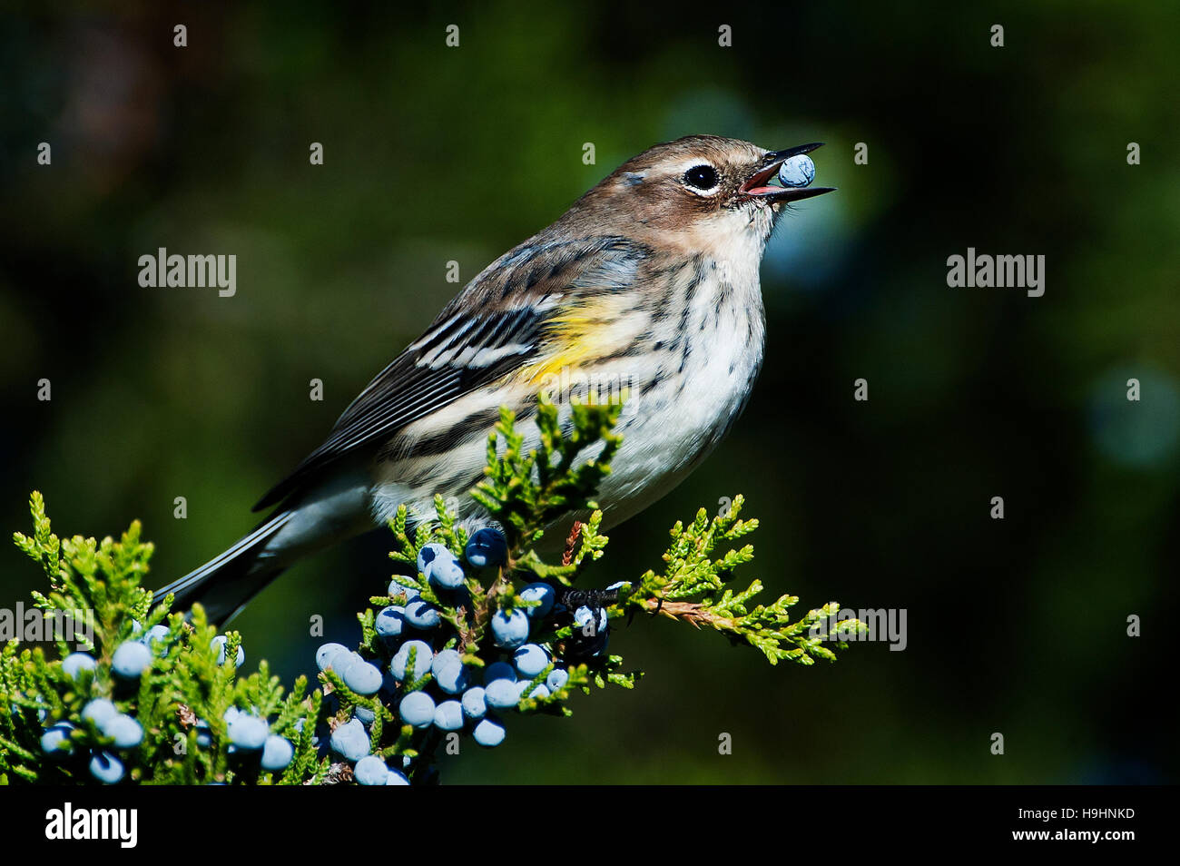 Yellowrumped warbler eating juniper berry Stock Photo Alamy