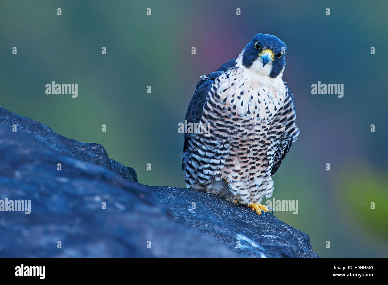 Adult peregrine falcon on rock ledge Stock Photo