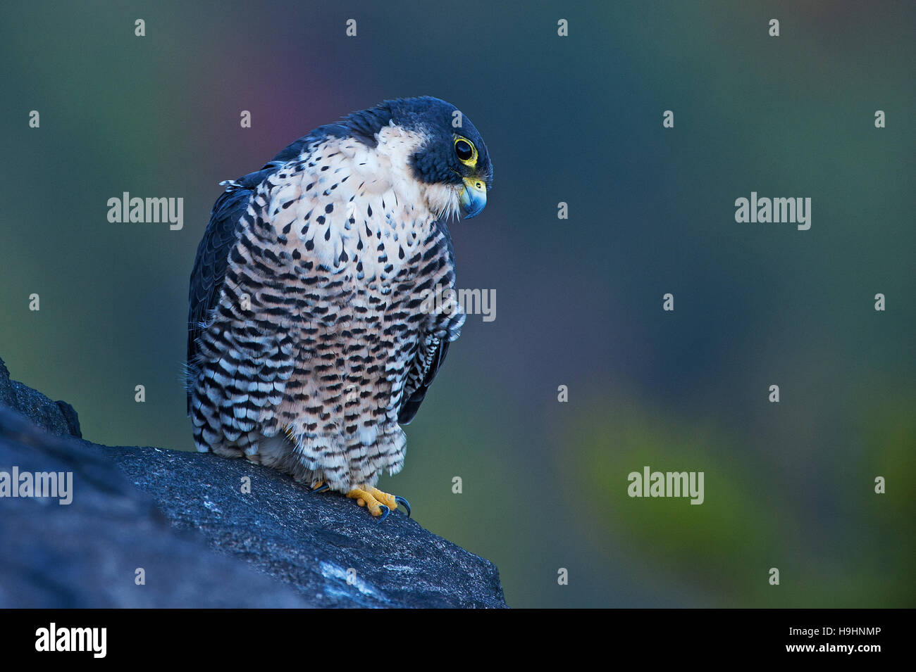 Adult peregrine falcon on ledge Stock Photo