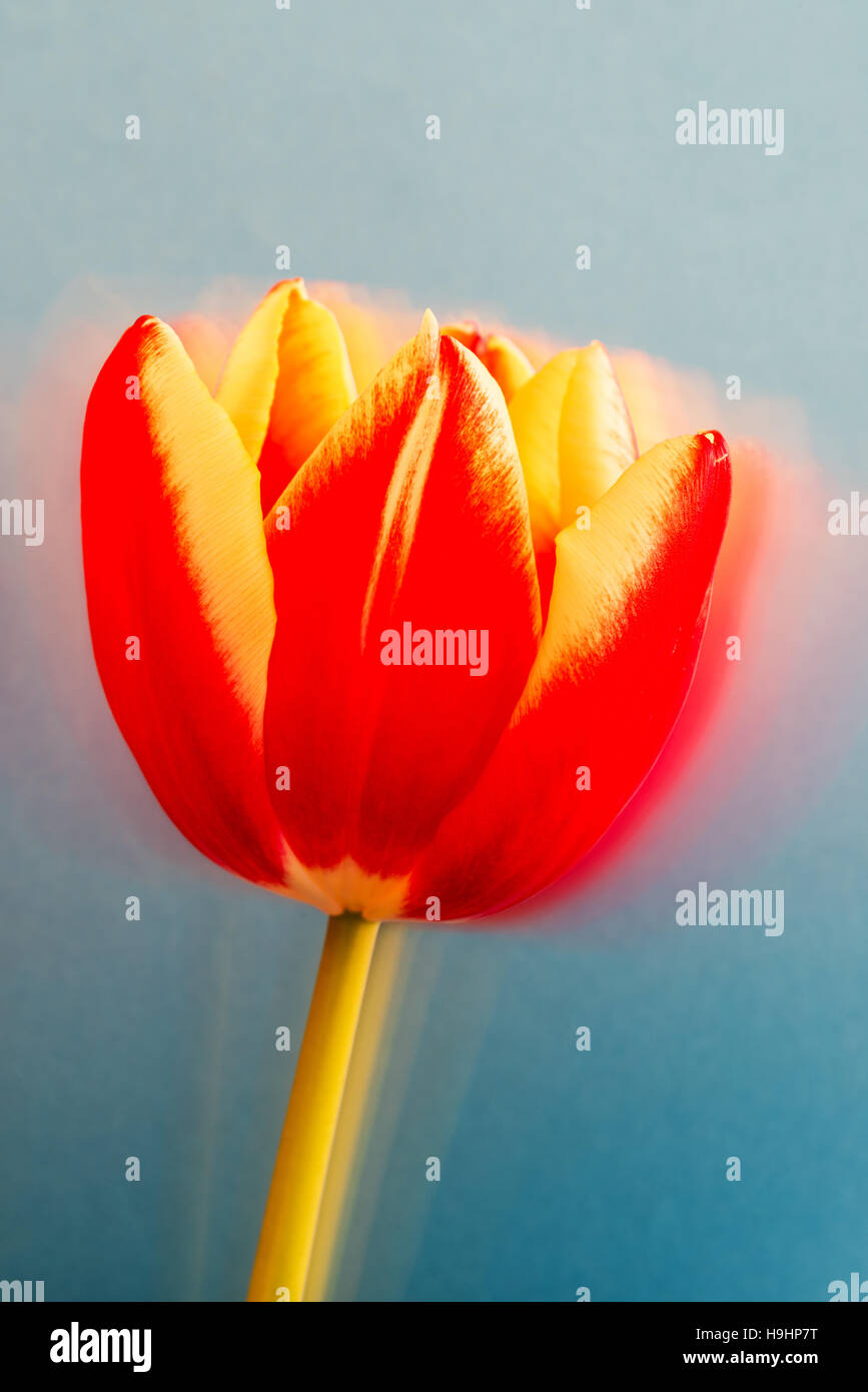 a view of a beautiful tulip made in Holland Stock Photo - Alamy