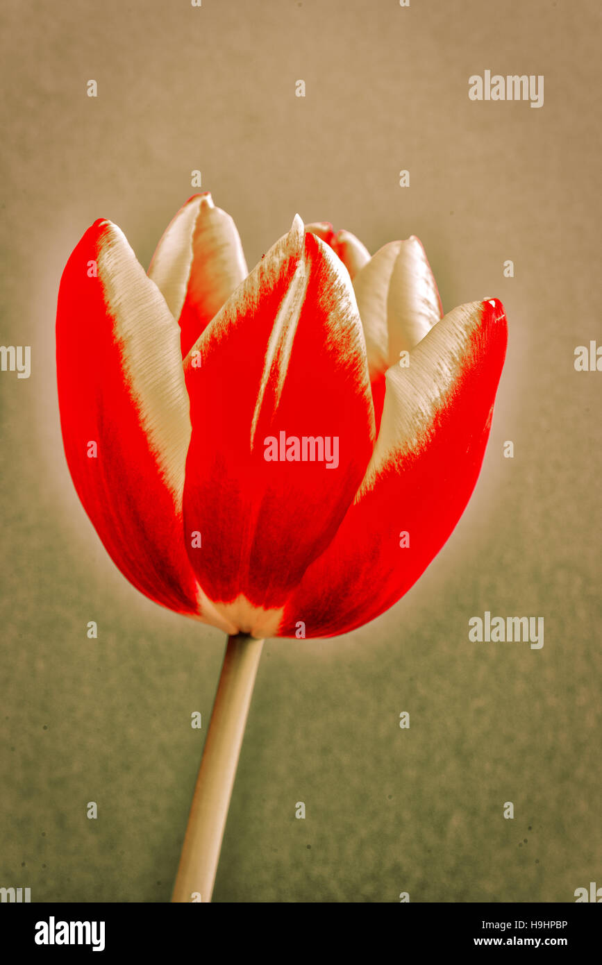 a view of a beautiful tulip made in Holland Stock Photo - Alamy