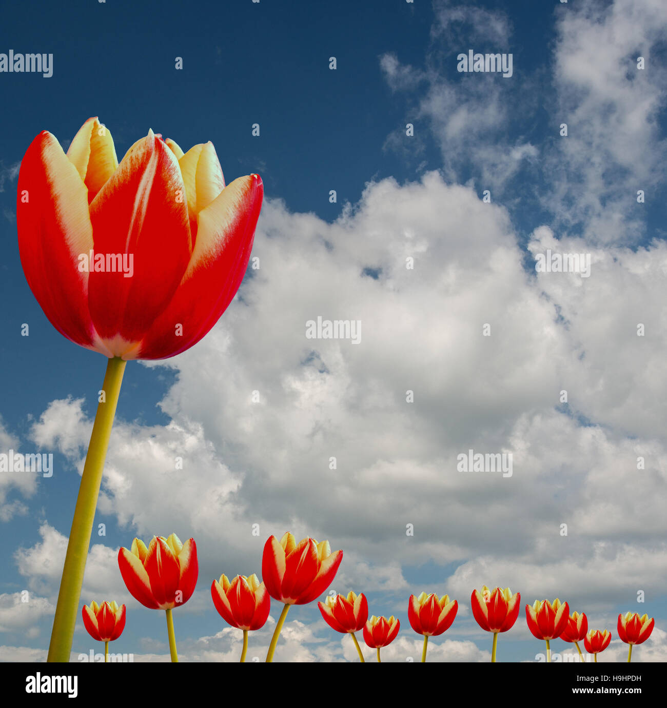 a view of a beautiful tulip made in Holland Stock Photo