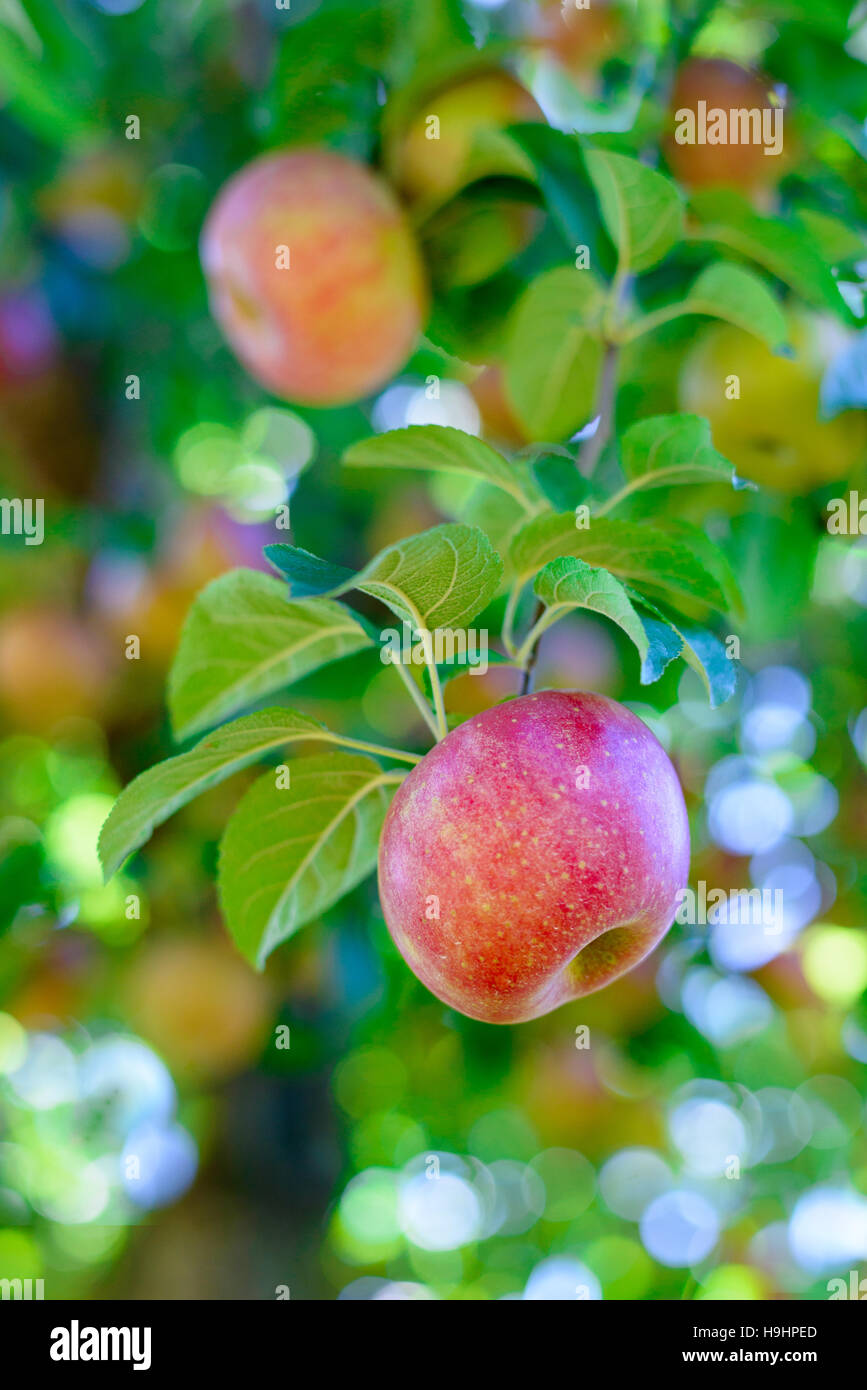 An apple hanging from a tree Stock Photo Alamy