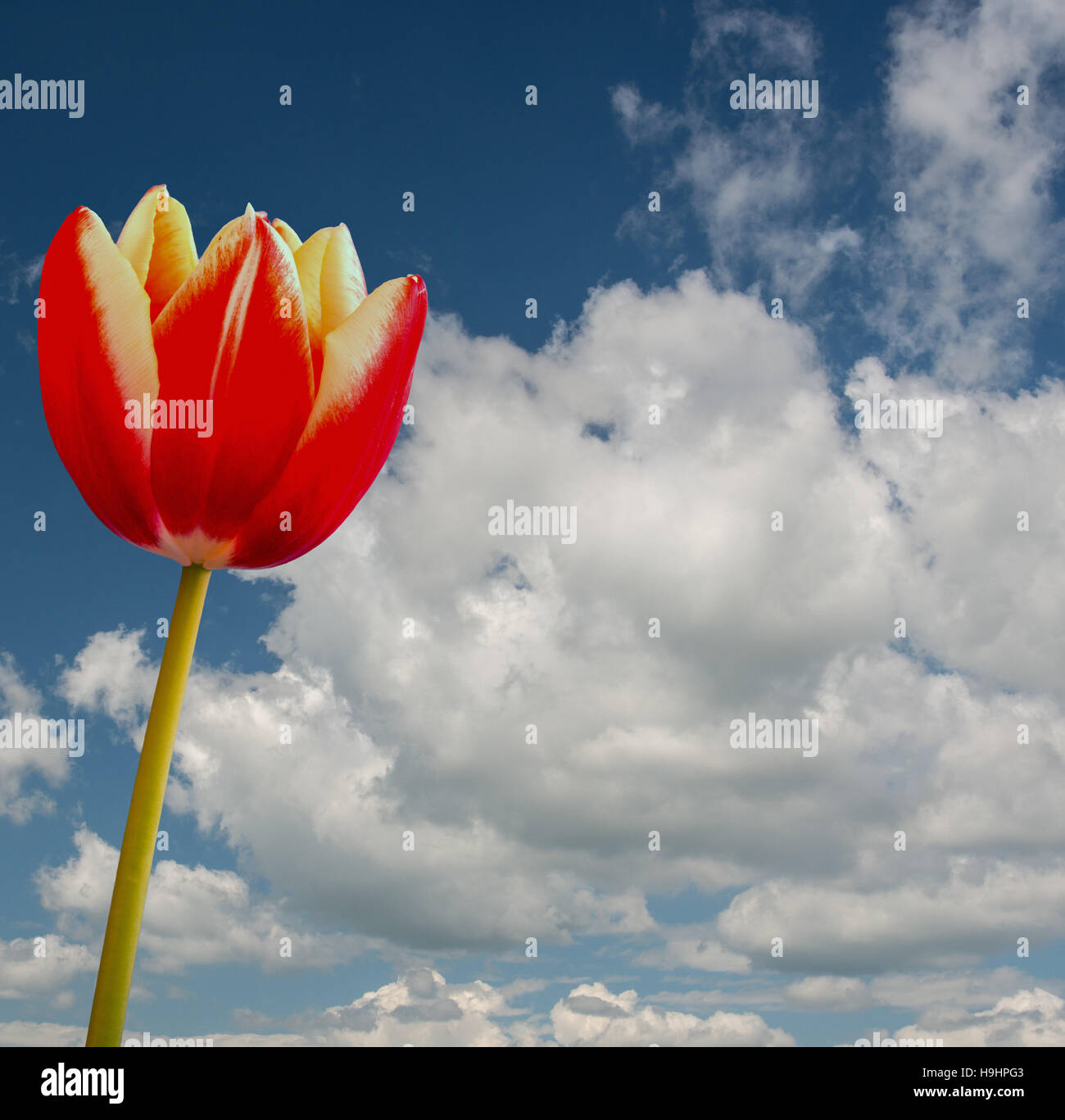 a view of a beautiful tulip made in Holland Stock Photo - Alamy