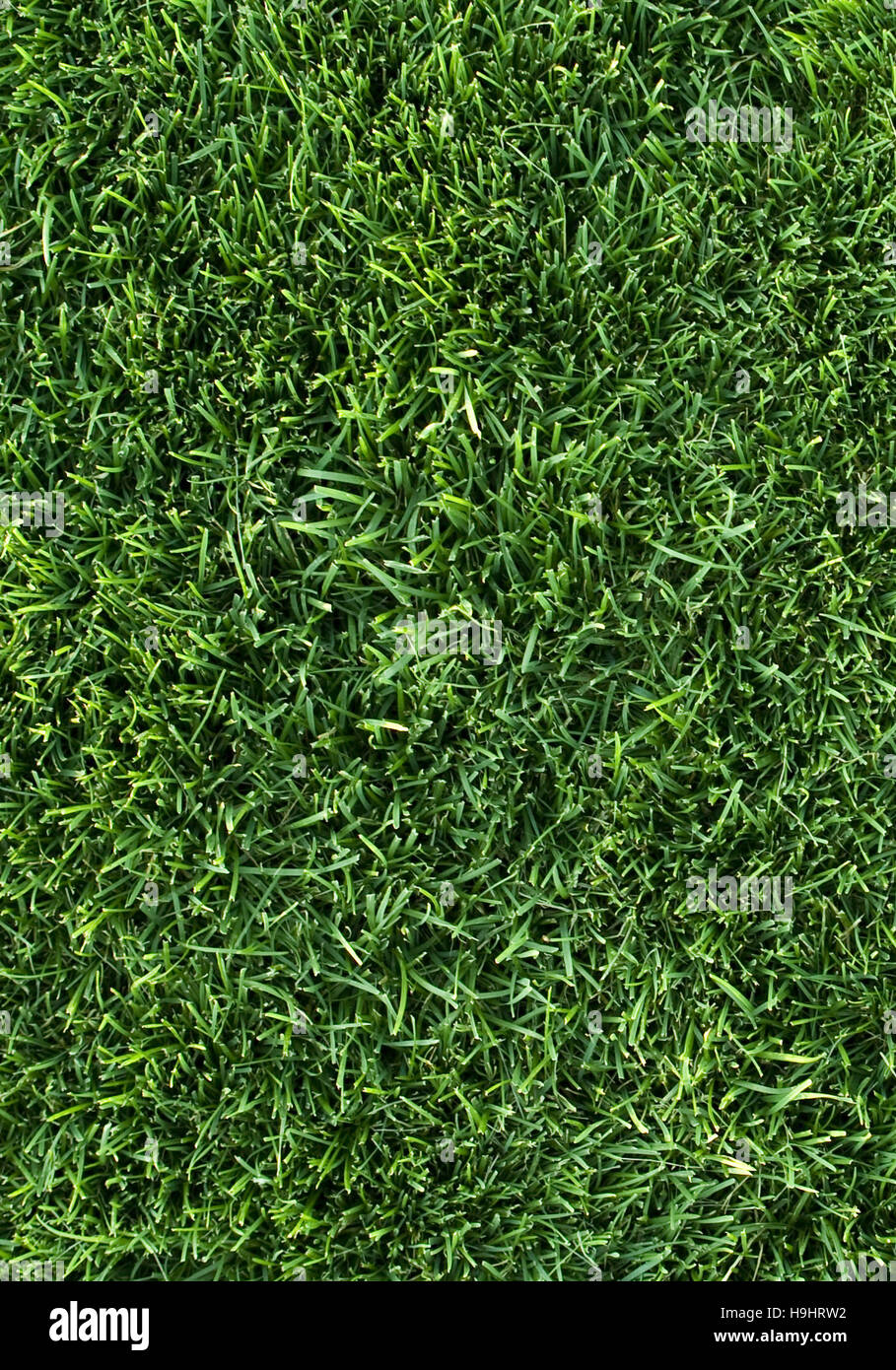 grass Stock Photo
