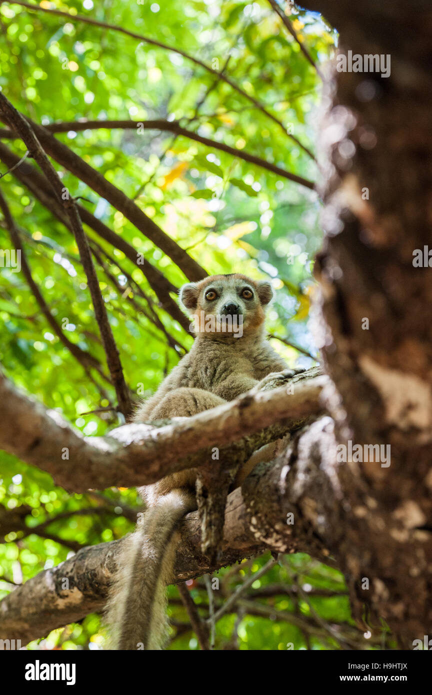 Madagascar, Ankarana, crowned Lemur in tree Stock Photo