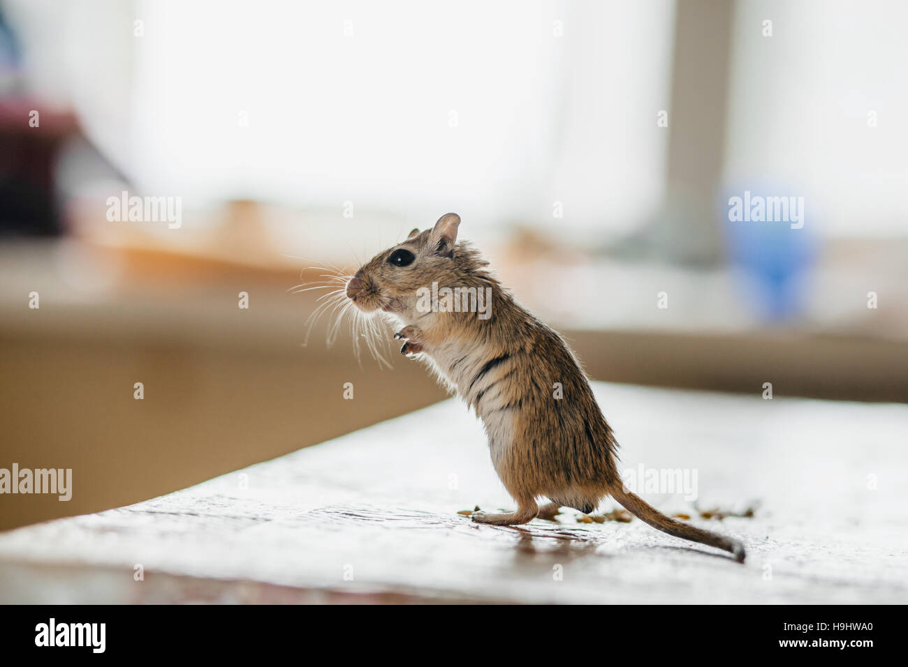 Gerbil mouse standing on the kitchen table Stock Photo - Alamy