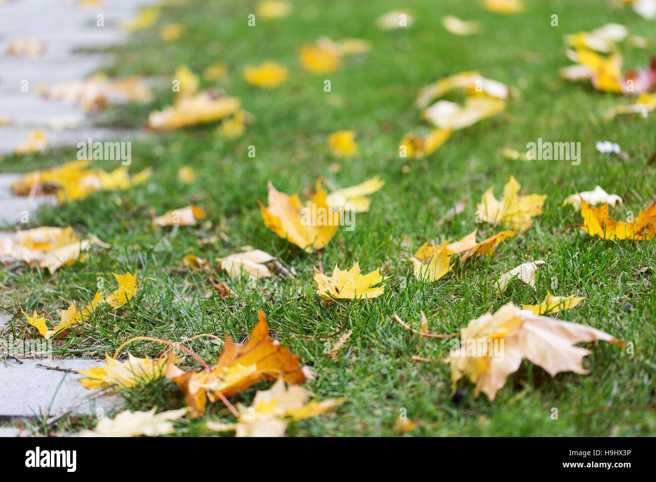 fallen autumn maple leaves on green grass Stock Photo - Alamy