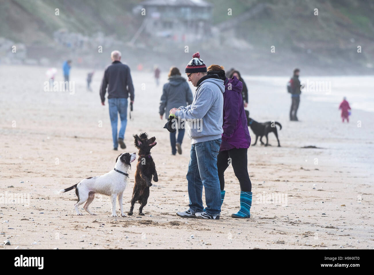 Dogs and their owners on Fistral Beach in Newquay, Cornwall. Stock Photo
