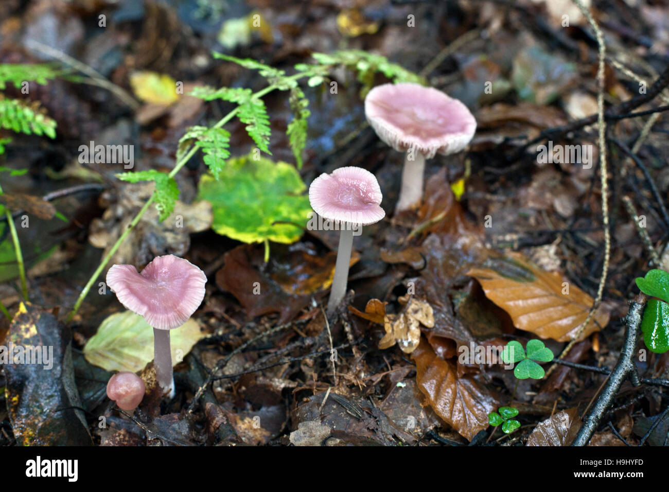 Mycena pura, commonly known as the lilac bonnet, is a species of mushroom in the family Mycenaceae Stock Photo