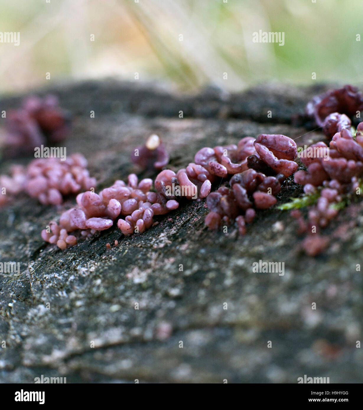 Ascocoryne sarcoides is a species of fungus in the family Helotiaceae Stock Photo