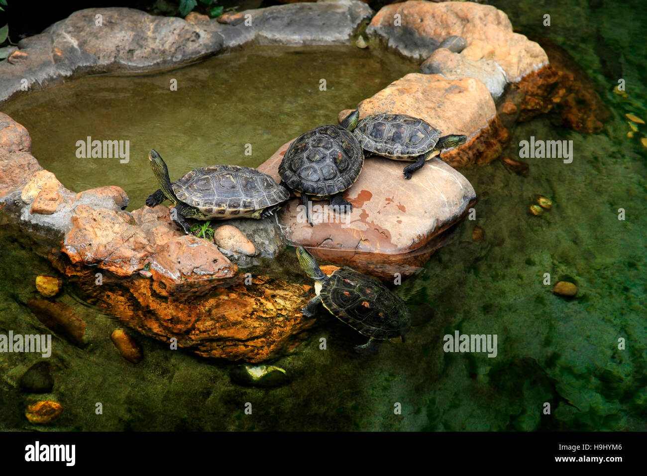 Red-eared Turtles In The Pond Stock Photo - Alamy