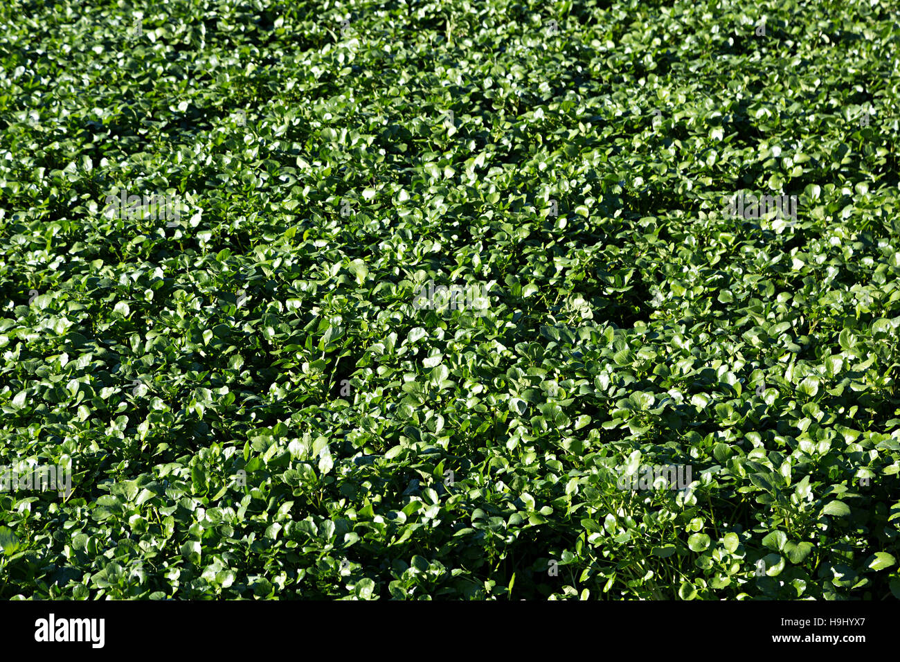 Watercress Nasturtium officinale farming on the River Ebble, Knapp, Broadchalke Conservation Area, Wiltshire, England, UK Stock Photo