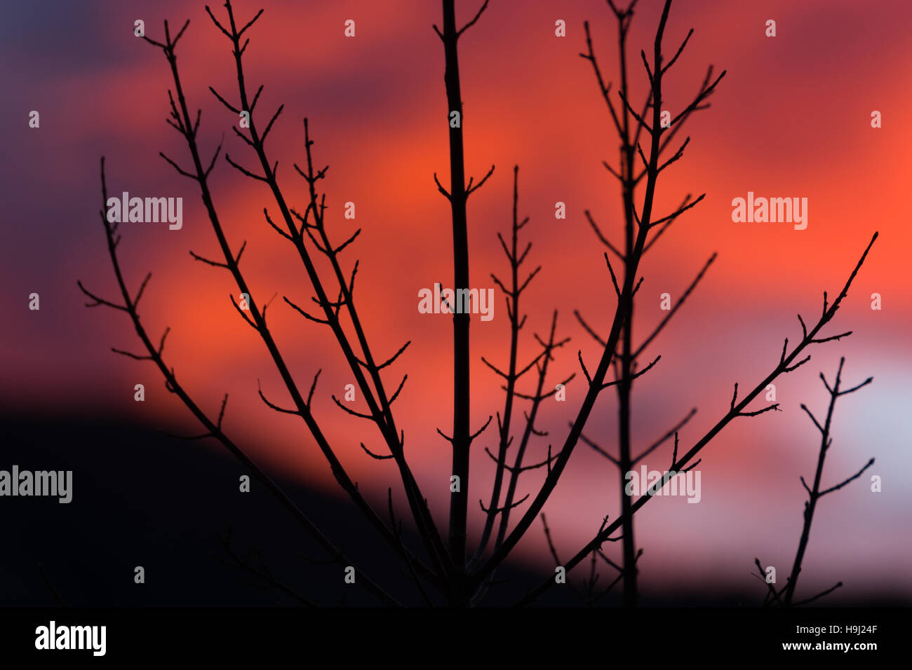 Red sky tree hi-res stock photography and images - Alamy