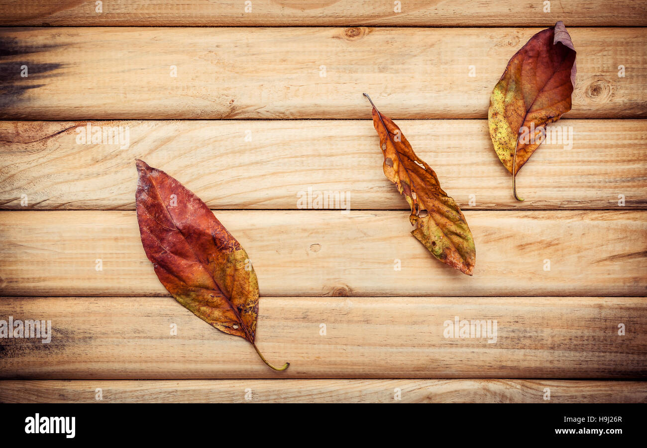 Autumn season and peaceful concepts. Dried Orange leaves falling Stock Photo
