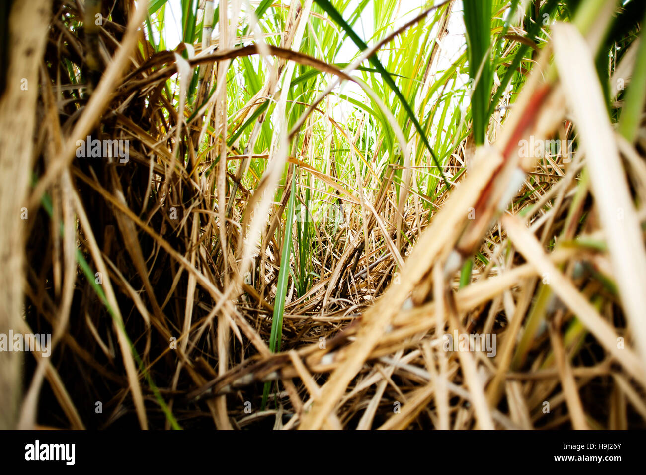 Sugarcane plants line the roadsides of Barbados' highways Stock Photo