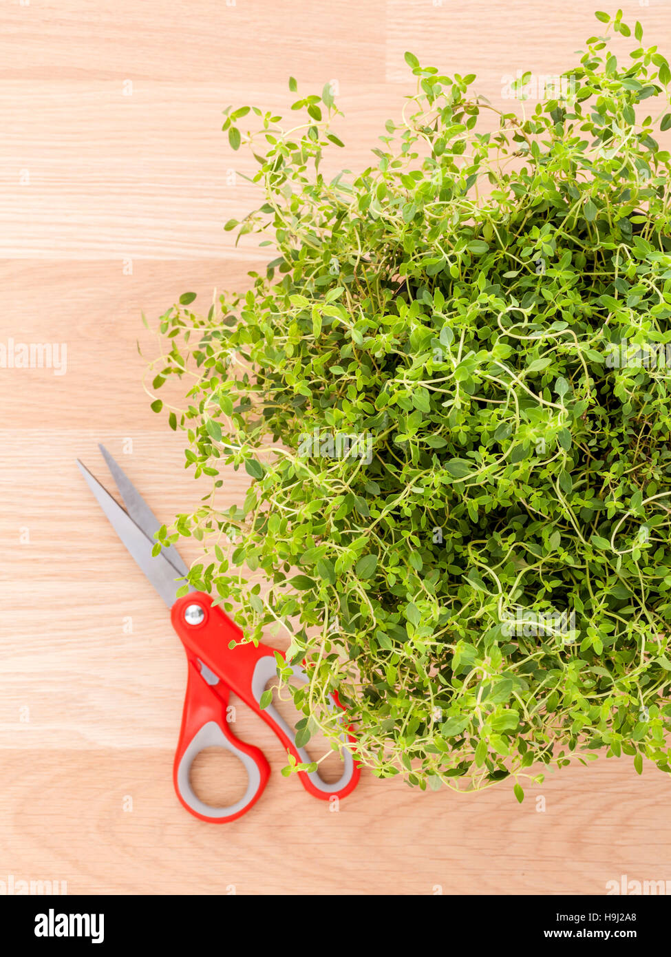 Alternative mediterranean medicinal plants lemon thyme for medic Stock