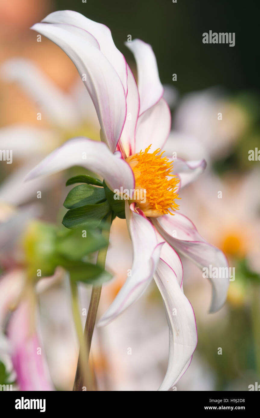 DAHLIA HONKA FRAGILE CLOSE UP PORTRAIT Stock Photo