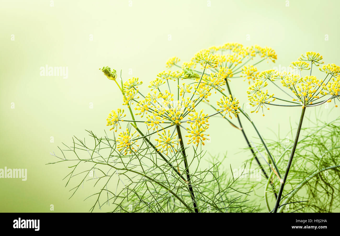 Close up blossoming branch of fennel on light green background.S Stock Photo
