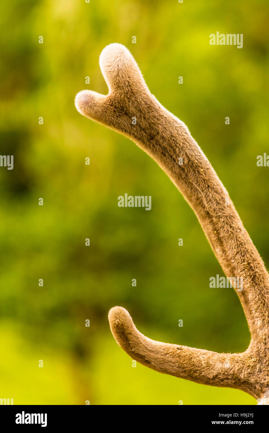 Elk antler hires stock photography and images Alamy